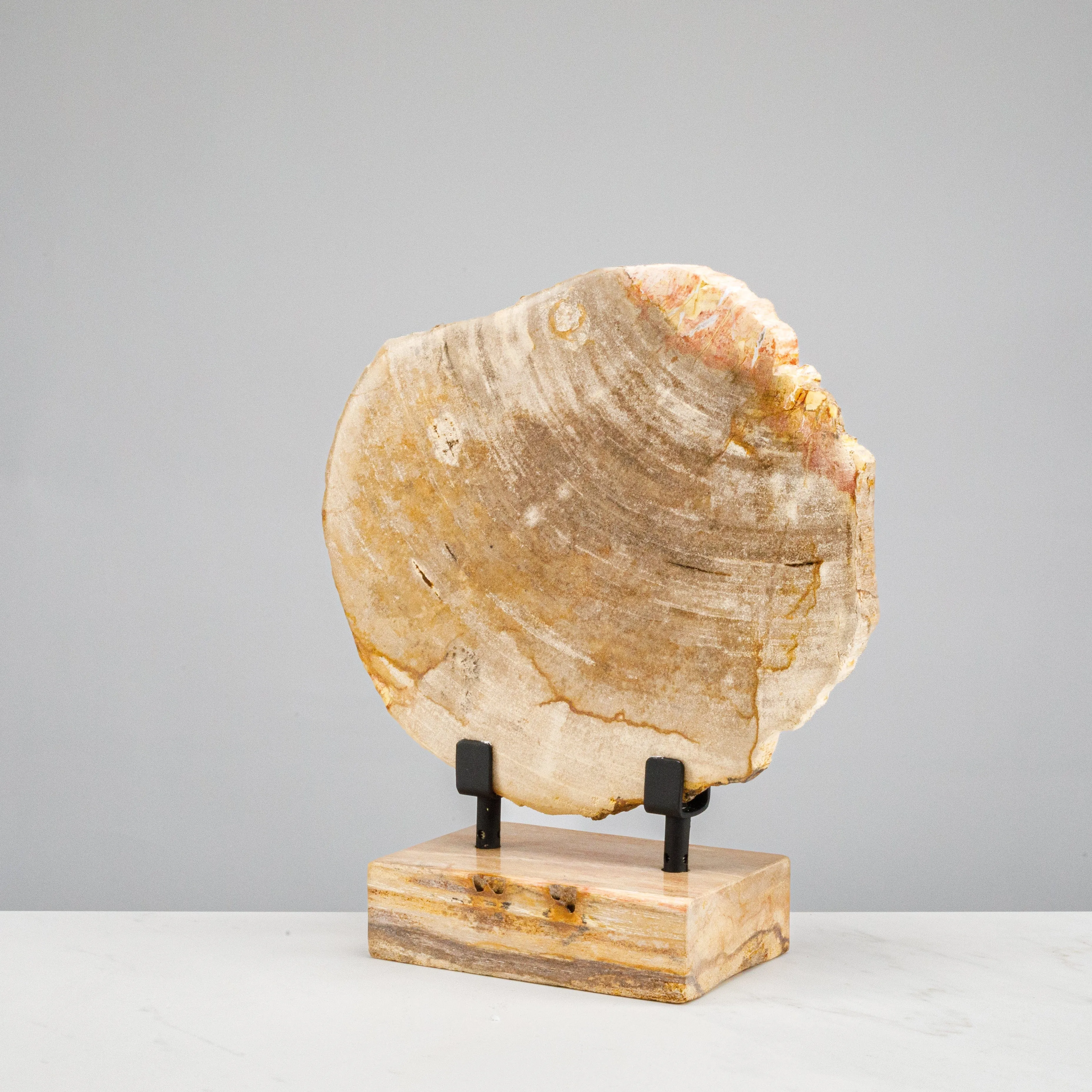 12 Brown Petrified Wood Slice on Stand