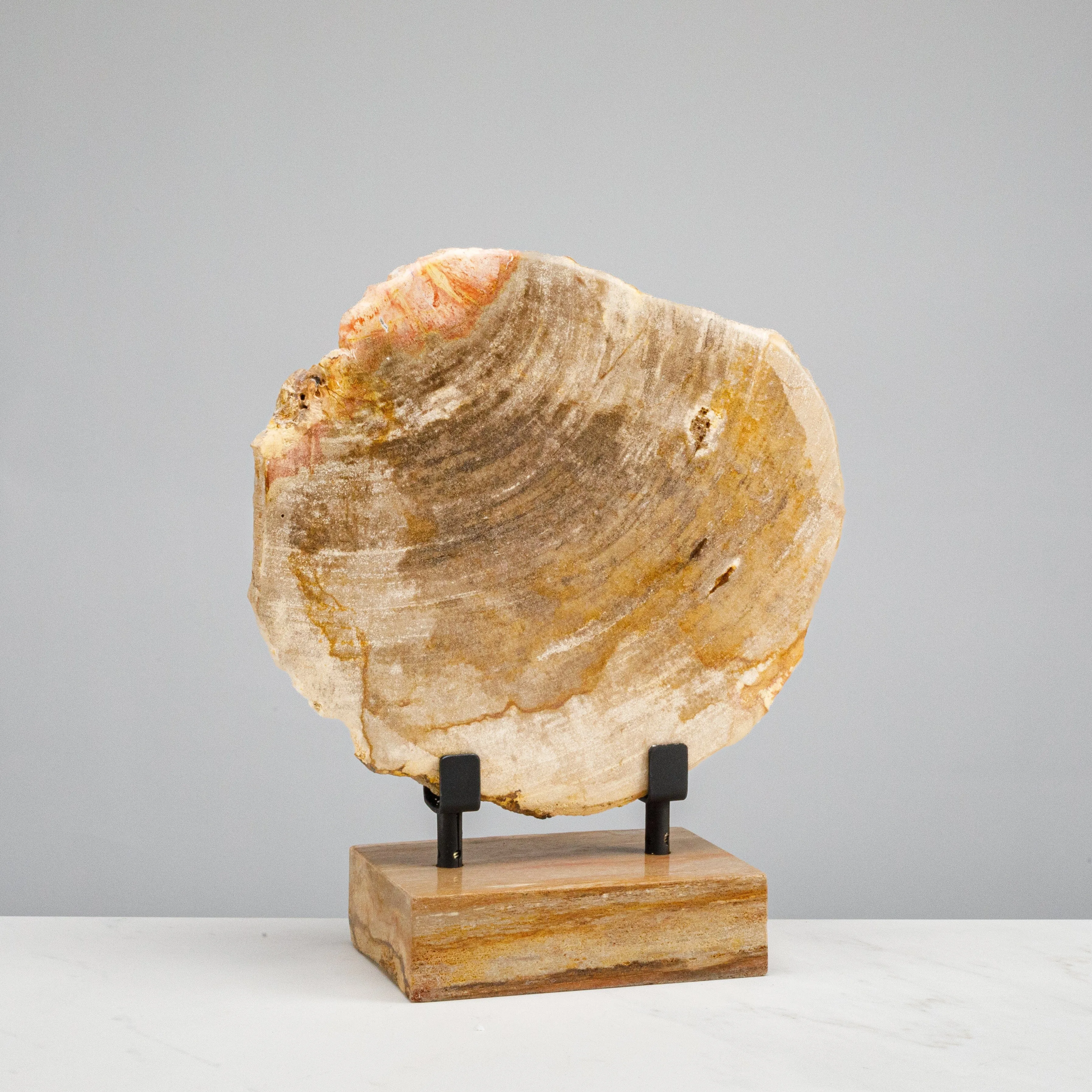 12 Brown Petrified Wood Slice on Stand