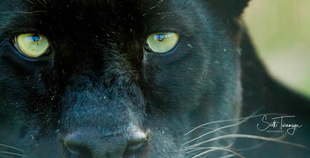 Black Jaguar Eyes Fine Art Landscape Photography Print