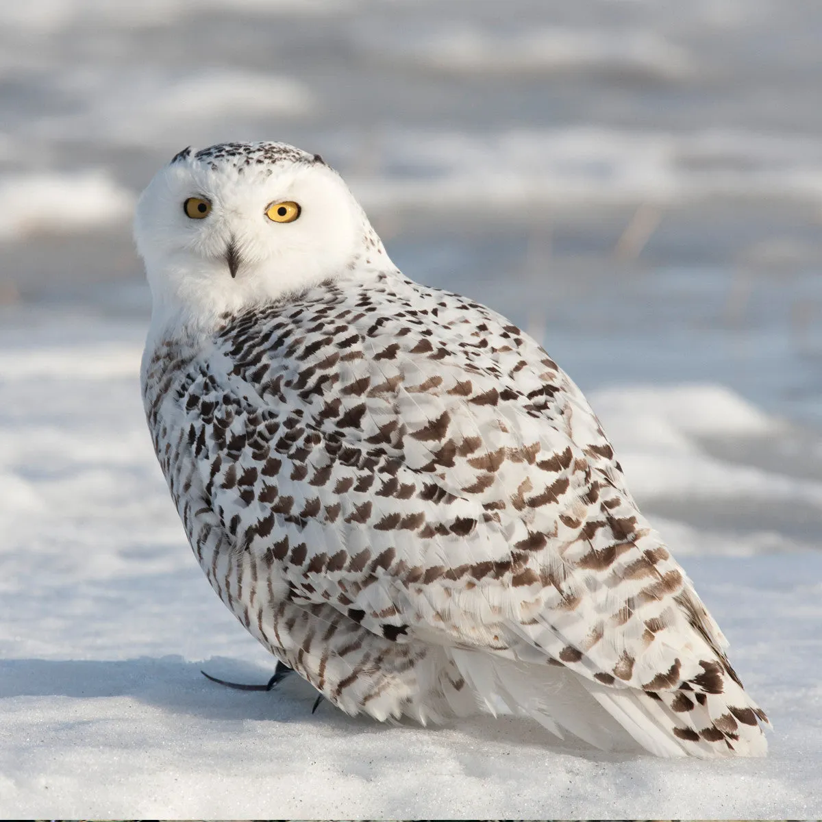 Snowy owl