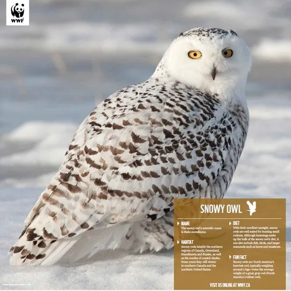 Snowy owl